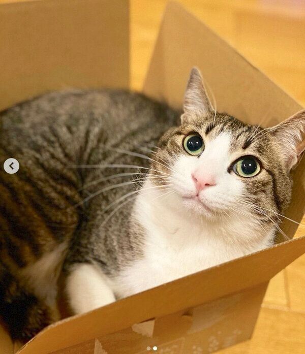 ダンボールでくつろぐしゃこちゃん