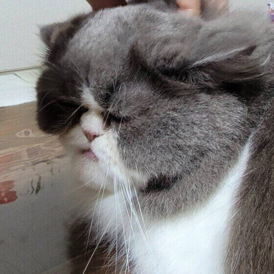 くつろぐエキゾチックショートヘア