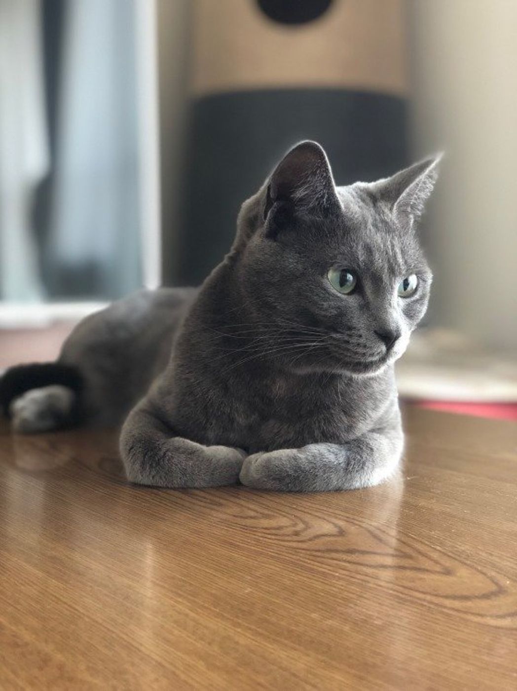 猫の 香箱座り って しぐさの理由やかわいい画像も ねこのきもちweb Magazine 猫の 香箱座り って しぐさの理由やかわいい画像も ねこのきもちweb Magazine