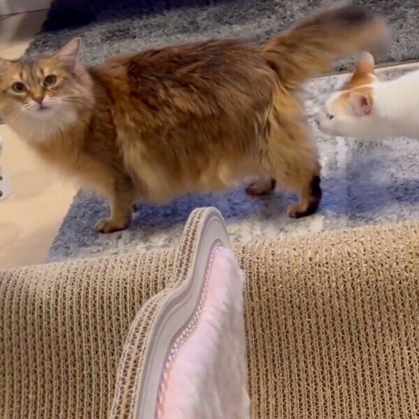 カメラ目線のほっちゃん、お尻を嗅ぐ菅田くん