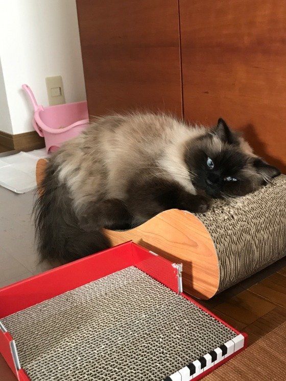 爪とぎのうえで眠そうな猫