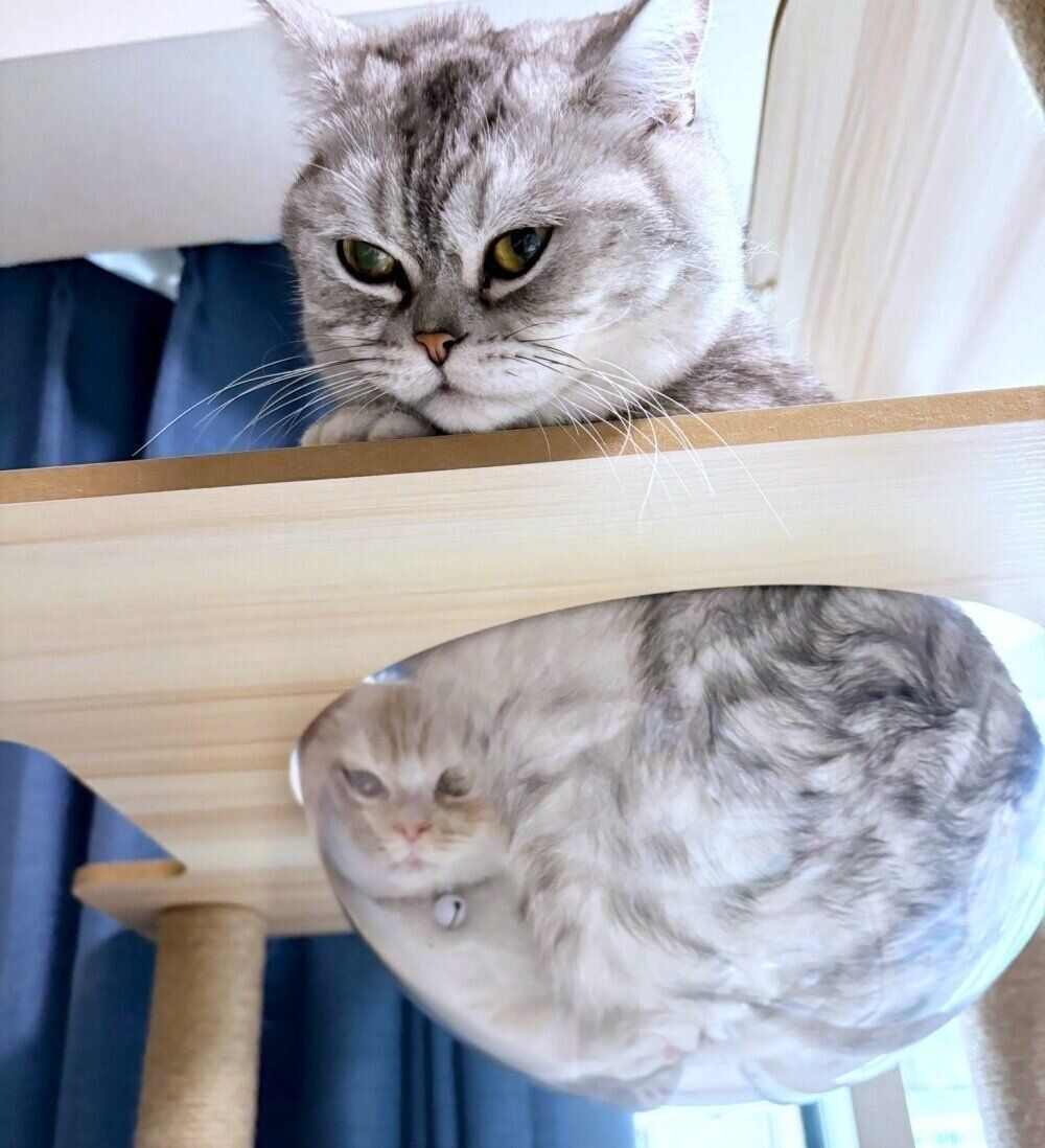 透明ボウルに一緒に入ったきなこちゃん（左下）とコタローくん（手前）