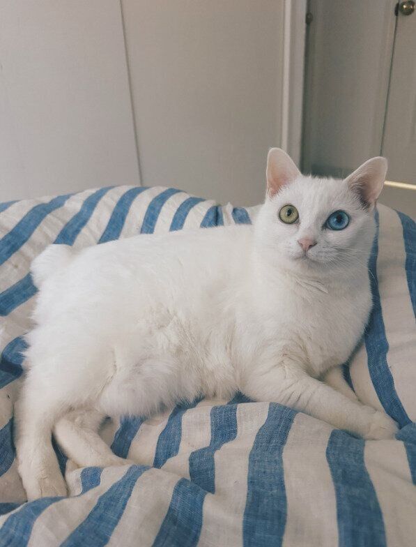 ベッドでくつろぐ猫