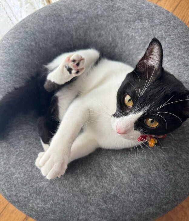 くつろいでいる猫