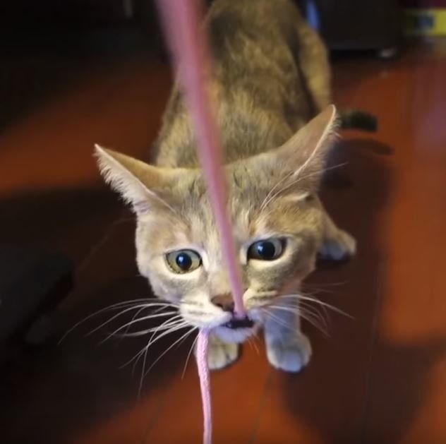 ヒモで遊ぶ猫