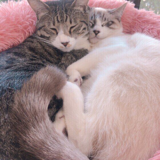 黒×白 ごえもんとむさし