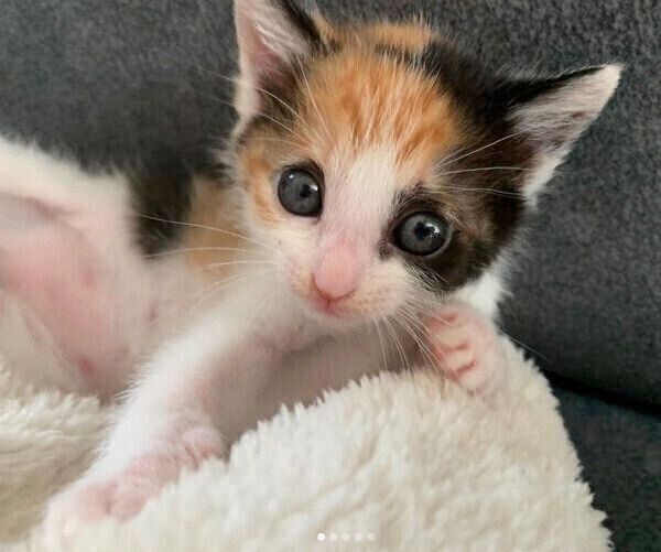 見つめるめんまちゃん