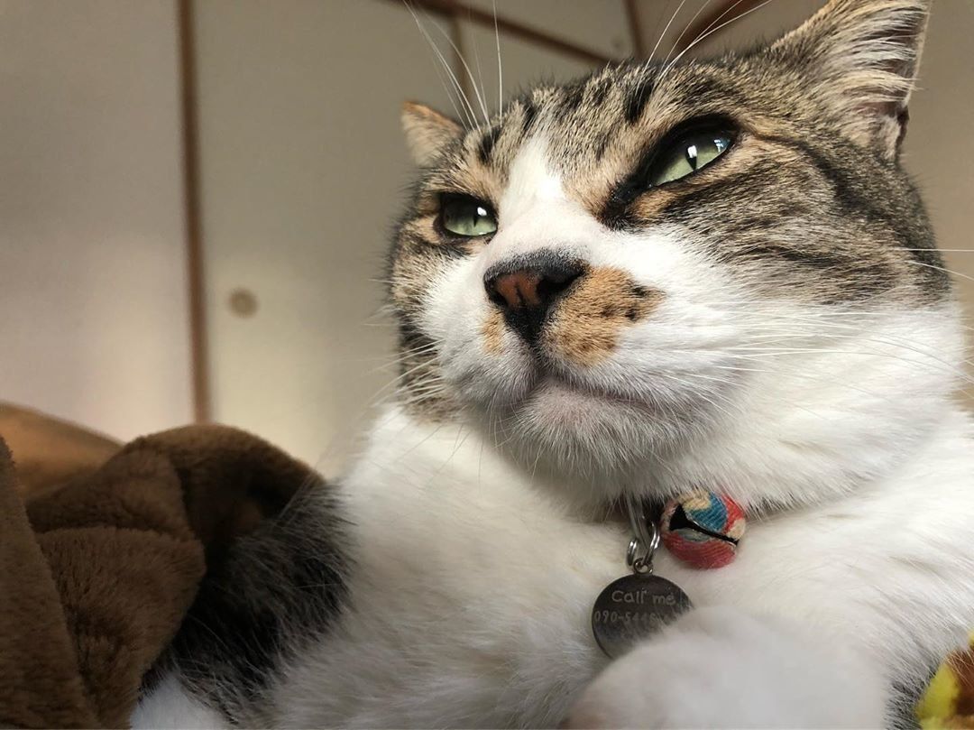 猫のむぎちゃん