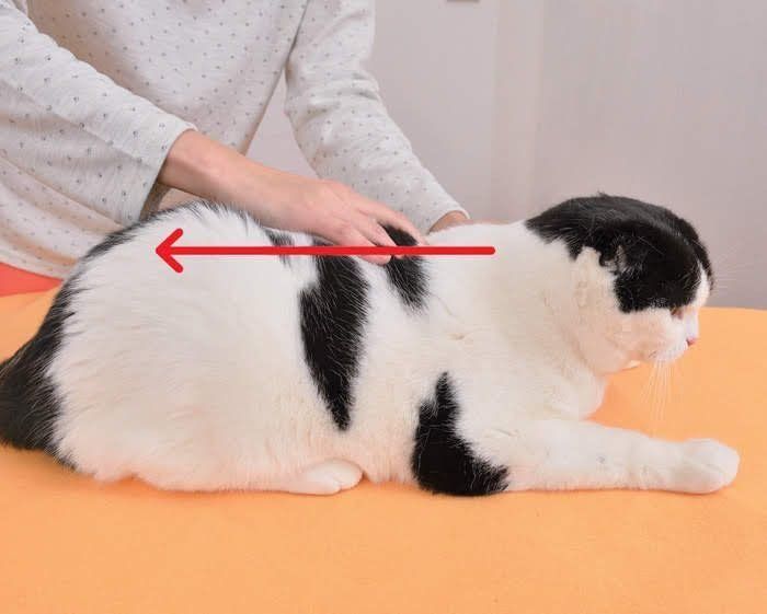 背中を撫でられている白と黒の猫