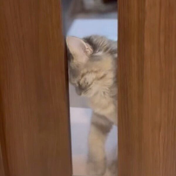 ガラスに頭を擦り付けるくるみちゃん