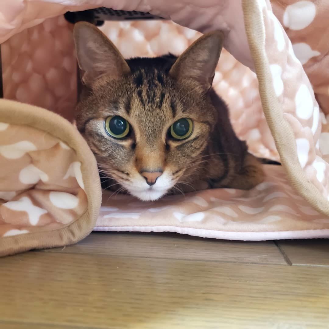 こたつからのぞく猫