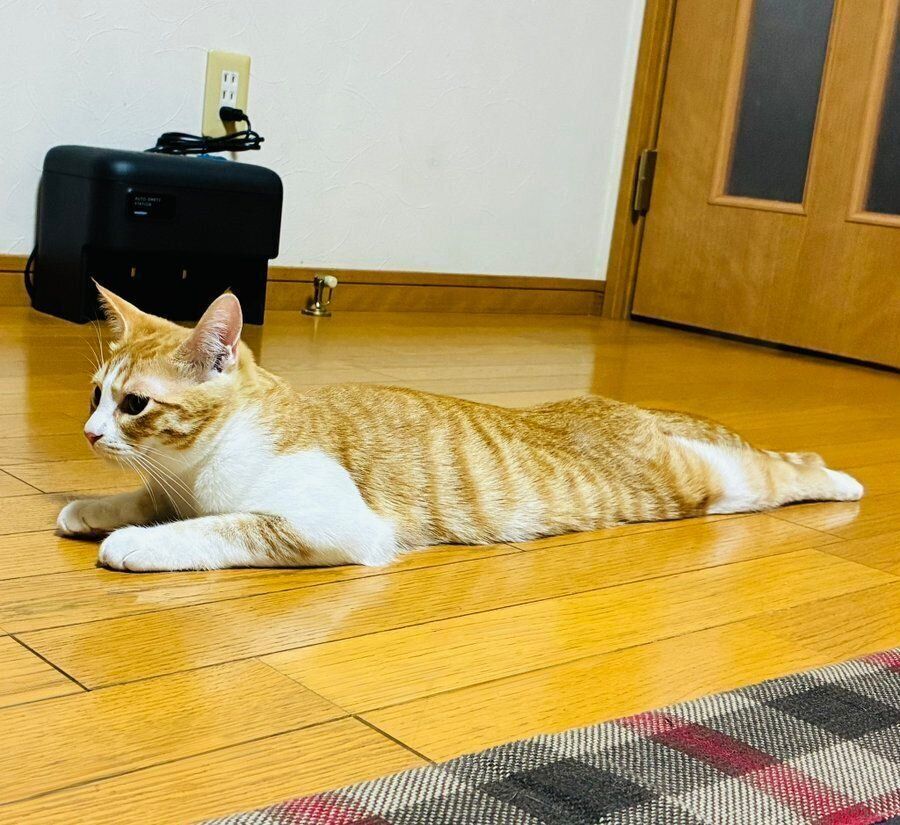 話題になった投稿写真　うつ伏せで一直線に伸びながら座るのんちゃん