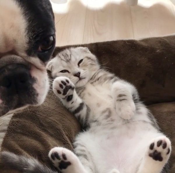 じゃれ合うボストン・テリアとスコティッシュフォールド