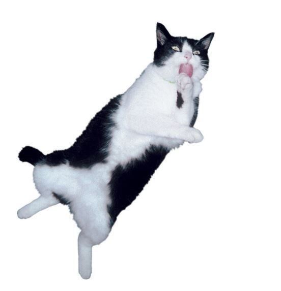 画像／2019年７月号『猫の病気、そこが知りたい！』