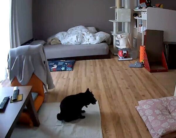 ぬいぐるみをくわえるあさりちゃん