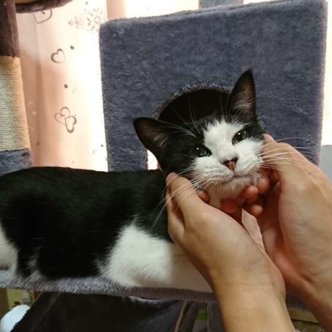 信頼関係も深まるマッサージで 猫風邪対策 ツボ やり方をご紹介 ねこのきもちweb Magazine 信頼関係も深まるマッサージで 猫風邪対策 ツボ やり方をご紹介 ねこのきもちweb Magazine