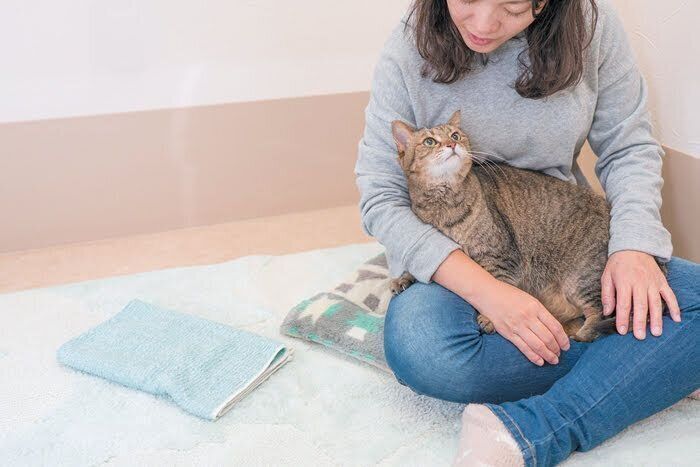 ひざ乗りでリラックスする猫