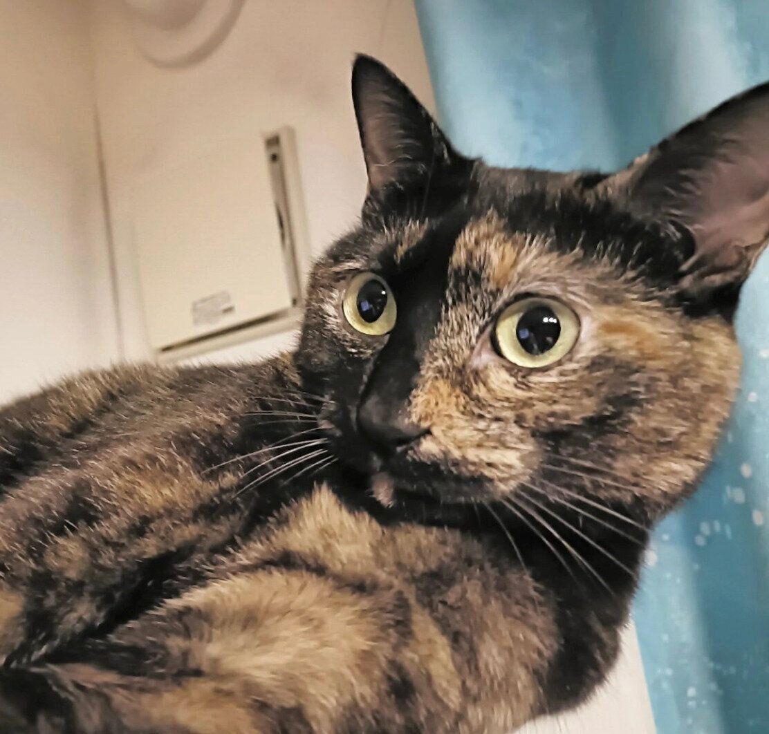 成長した月麦ちゃん。