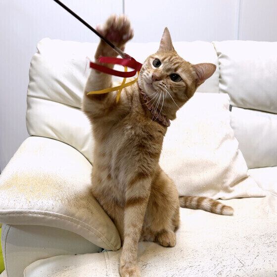 Mix（茶トラ）のもなかちゃん♪