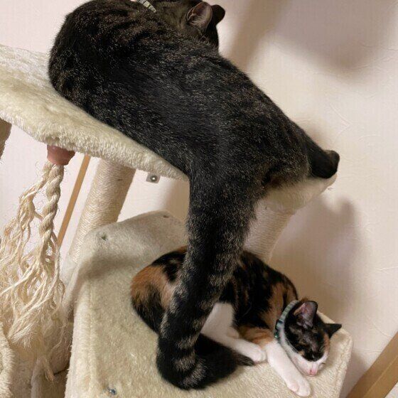 キジトラの小虎くん