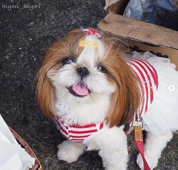 シー・ズーのひよりちゃん