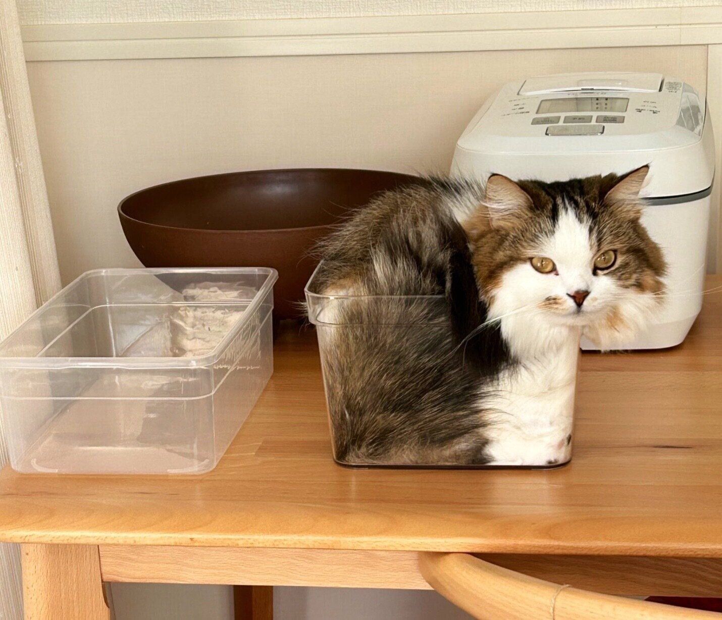 箱に入るこむぎくん