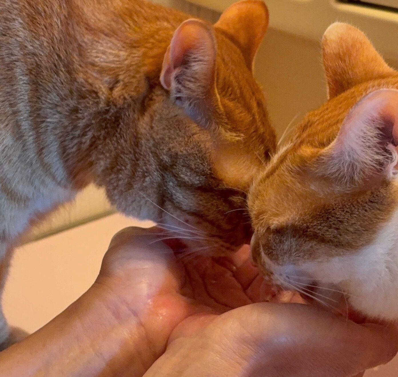 飼い主さんの手から水を飲むじんくん、れおくん