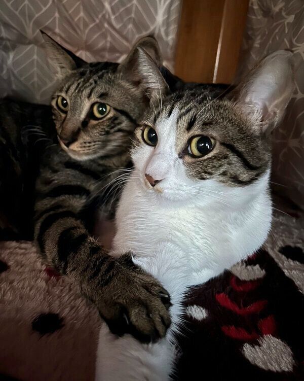 くっつくなぎくんとよもぎちゃん