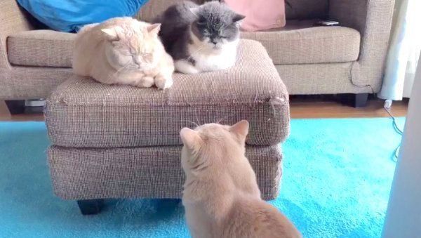 ヤキモチを焼くブリティッシュショートヘア