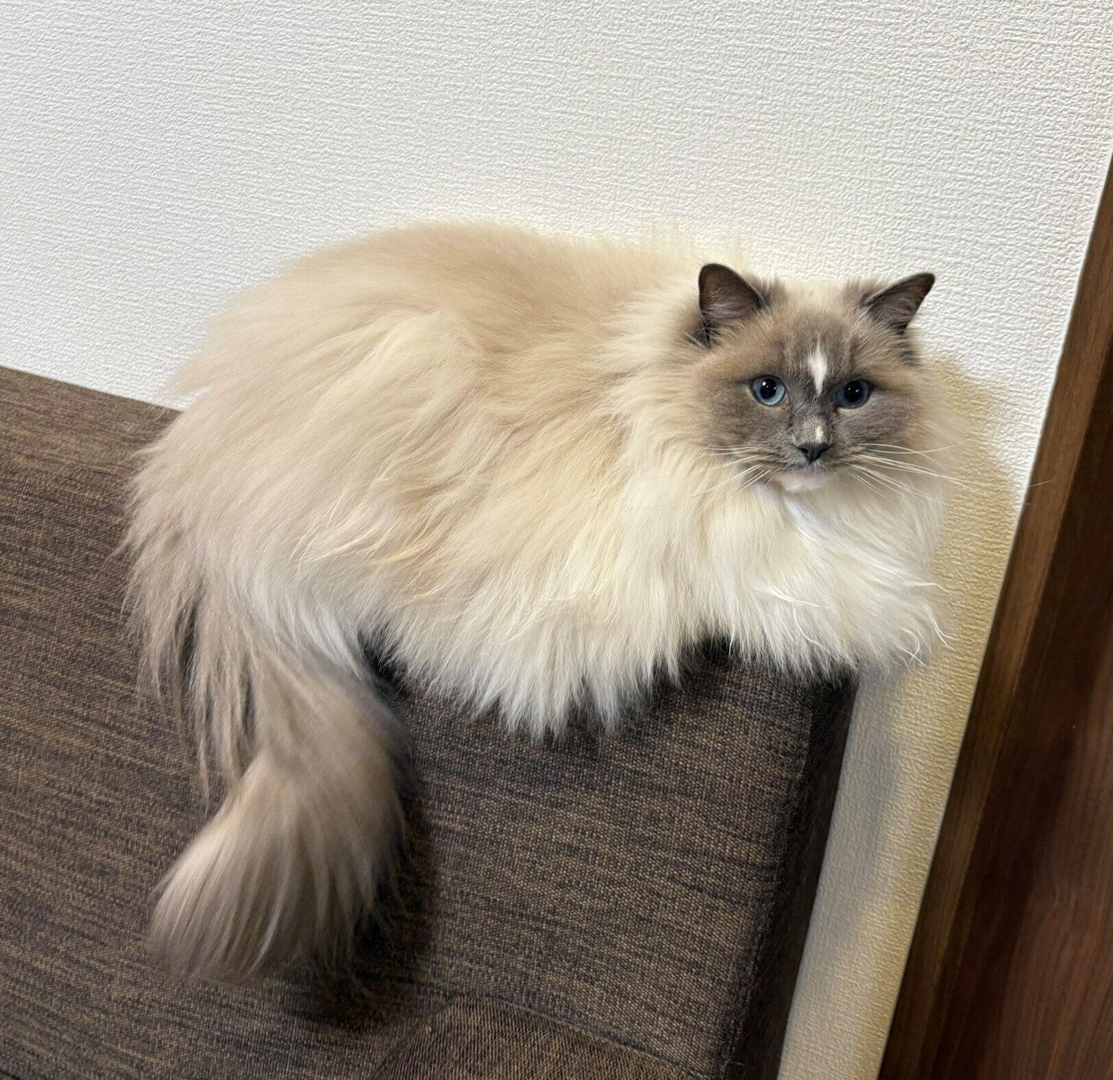 ソファの背もたれで休むカビちゃん