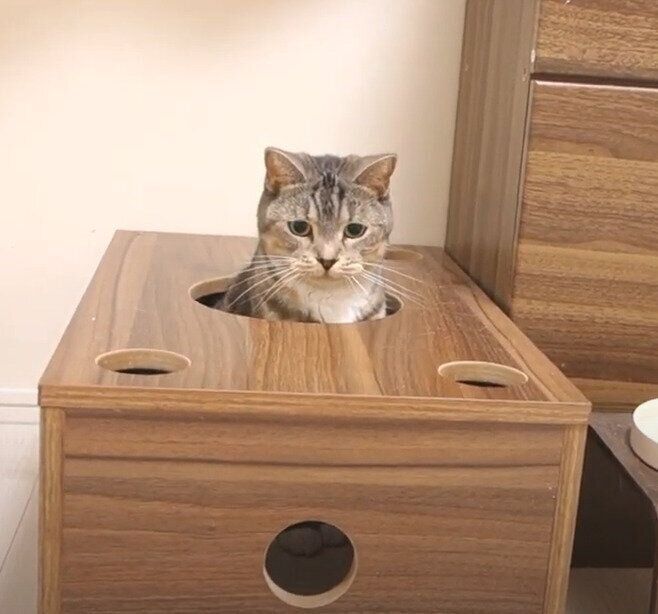 穴から顔を出す猫