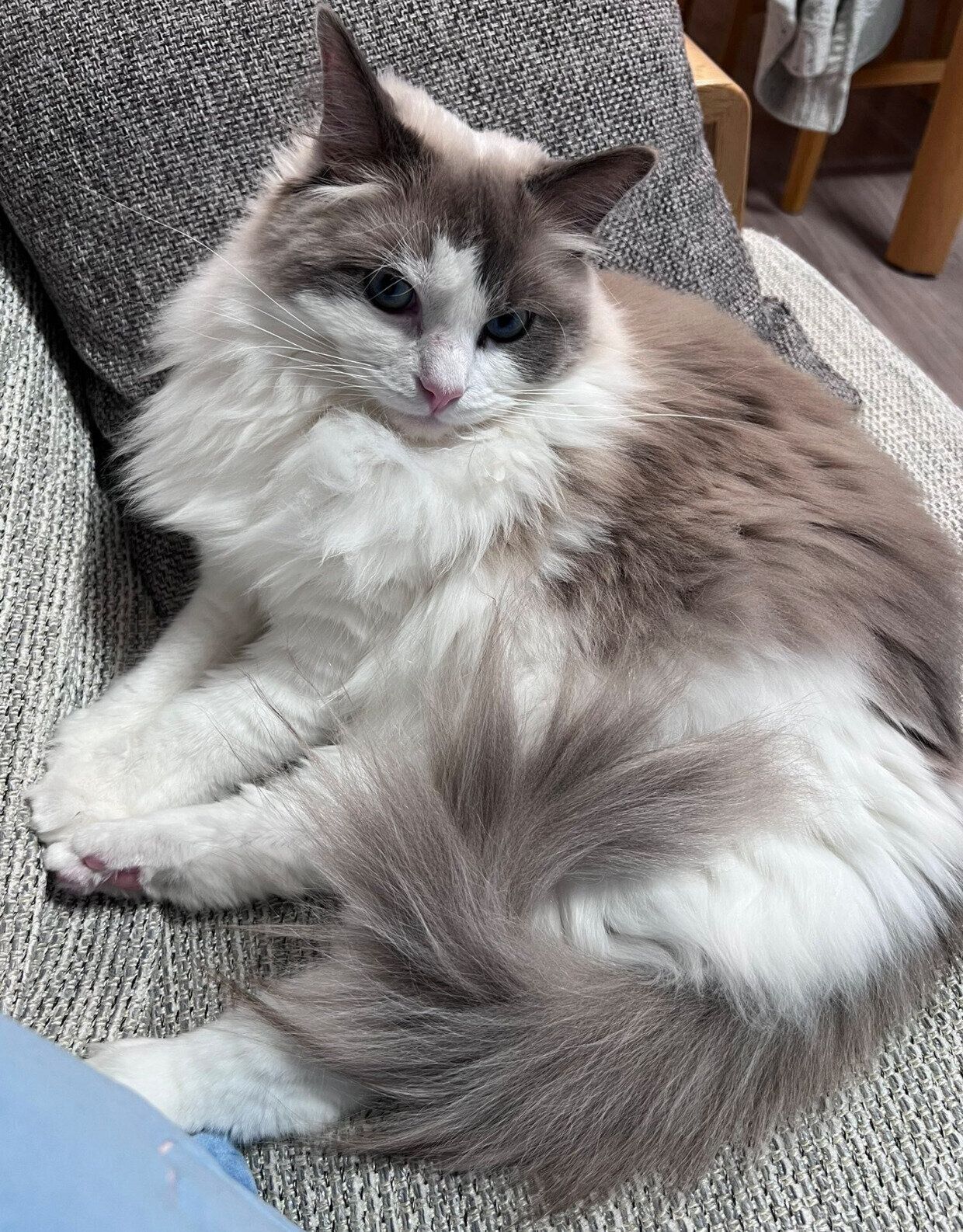 もっふりとしたはんぺんくん