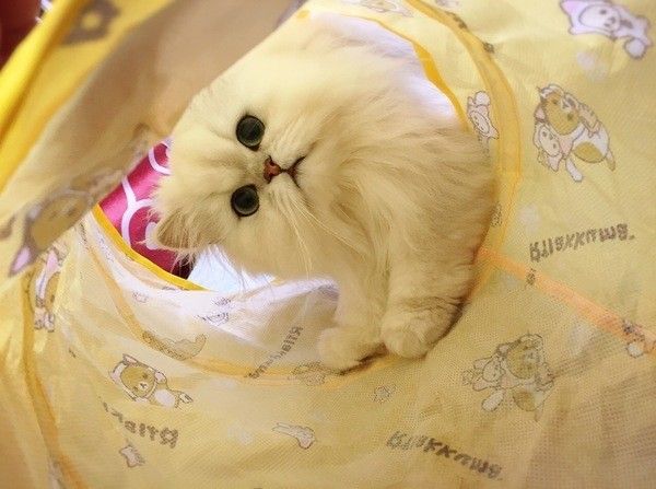 猫トンネルからひょこり顔出す白猫