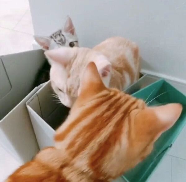 しらたまくんとくろみつくんのもとにやってきた、みたらしくん