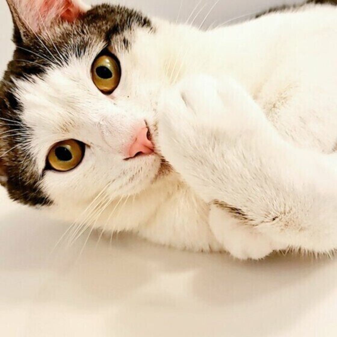 普段鳴かない猫が ニャッニャッ と鳴くときは 鳴き声からわかる猫の気持ち ねこのきもちweb Magazine 普段鳴かない猫が ニャッニャッ と鳴くときは 鳴き声からわかる猫の気持ち ねこのきもちweb Magazine