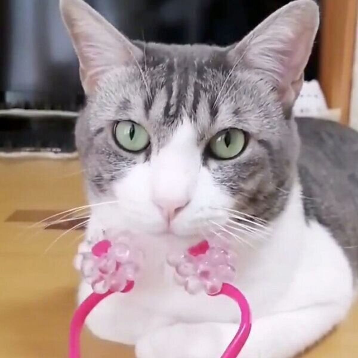 美顔ローラーでマッサージを受ける猫 幸せ度maxの表情が可愛すぎた ねこのきもちweb Magazine 美顔ローラーでマッサージを受ける猫 幸せ度maxの表情が可愛すぎた ねこのきもちweb Magazine