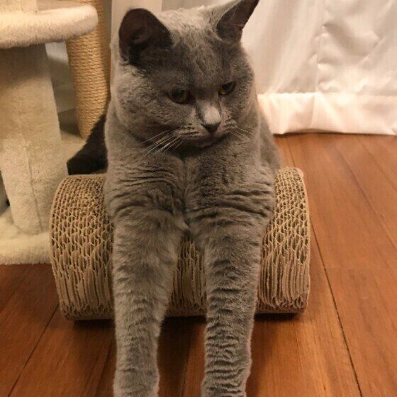 くつろぐブリティッシュショートヘア