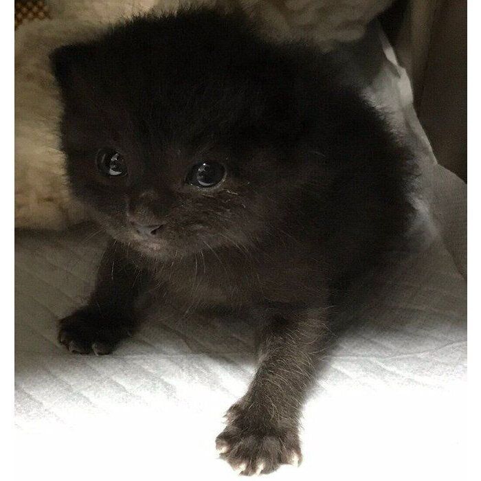 よちよち歩きをしていたころの、生後2〜3週齢ごろのドンちゃん