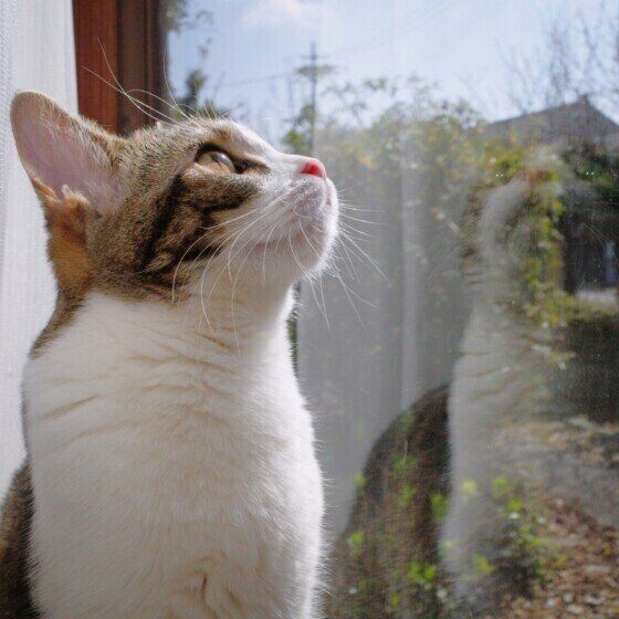 スコティッシュフォールドのミヤちゃん