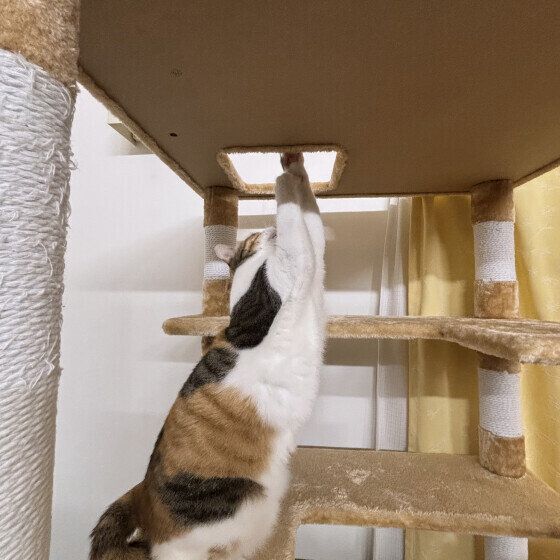 立って伸びるミケ猫