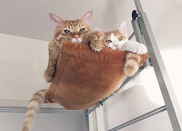 ビスコちゃんとムギちゃん