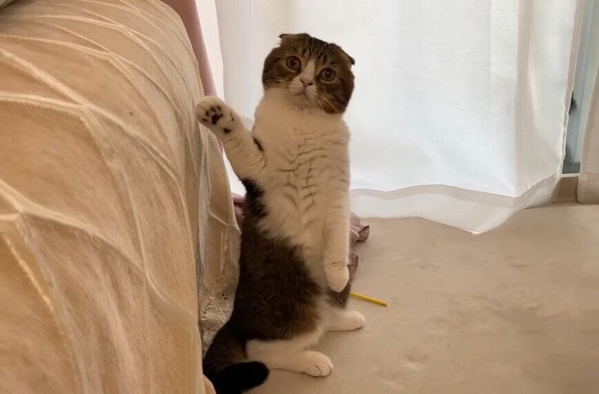 手をあげるぽこ太郎ちゃん