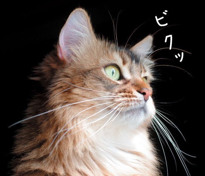 恐怖や緊張を感じたときの猫のヒゲ