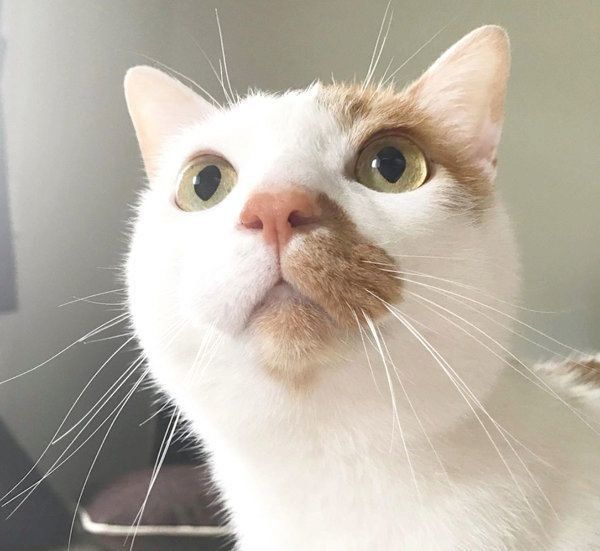 まんまるお目めの猫