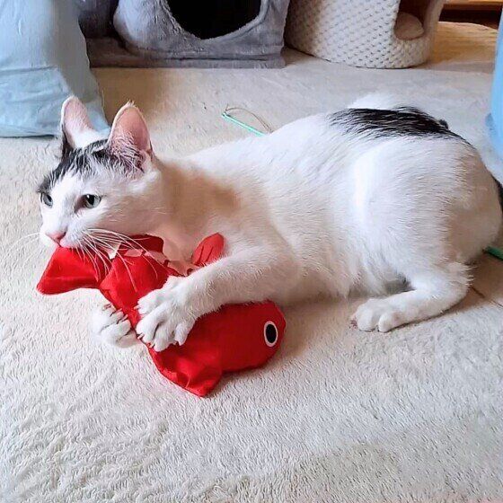 黒×白猫のレイくん