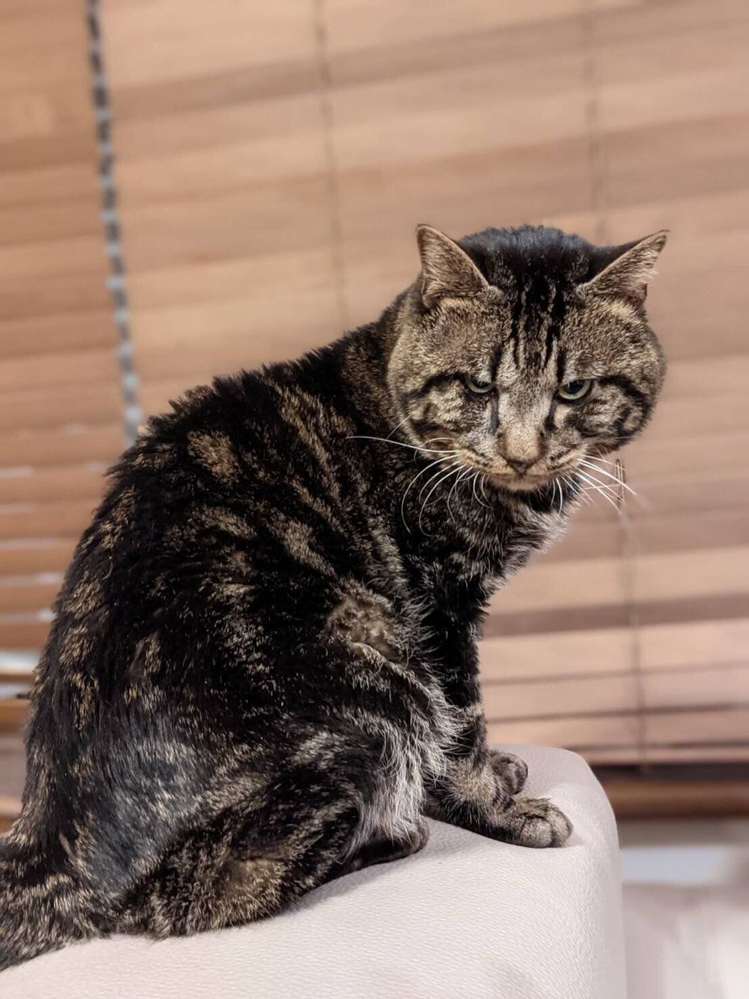 小さい体を抱き上げようとした瞬間ー たまちゃんパワー炸裂 死にかけだった猫 退院しますっ 連載 交通事故にあった猫を拾いました 15 ねこのきもちweb Magazine 小さい体を抱き上げようとした瞬間ー たまちゃんパワー炸裂 死にかけだった猫 退院しますっ 連載 交通事故にあった猫を拾いました 15 ねこのきもちweb Magazine
