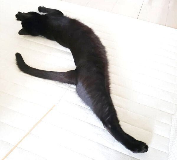 伸びるジジちゃん