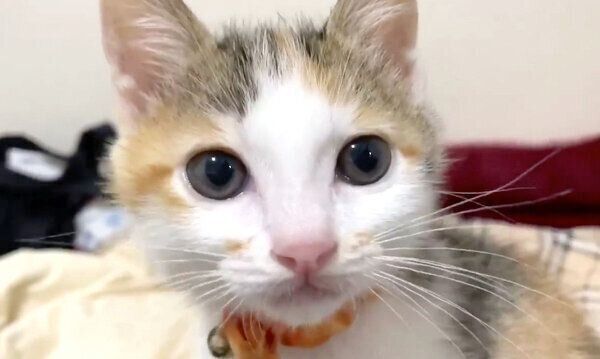 見つめるものこちゃん