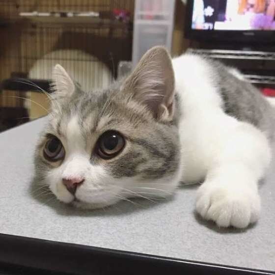 スコティッシュフォールドのタムくん、ぺた～ん♪