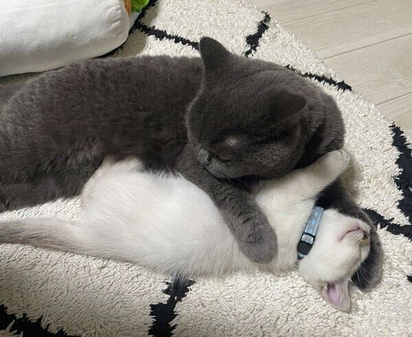 藍くんをぎゅっとする瑠璃ちゃん